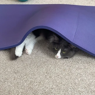 Martha's fluffy grey and white cat hiding under her purple Pilates mat